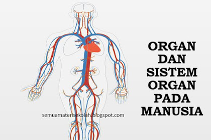 Organ dan Sistem Organ Pada Manusia