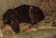 Abby. All of my dogs excel at pillow arranging! (abby )