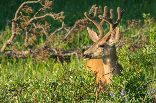 Mule Deer Buck, Brainard Lake Recreation Area