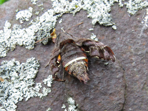 emerging hawk moth