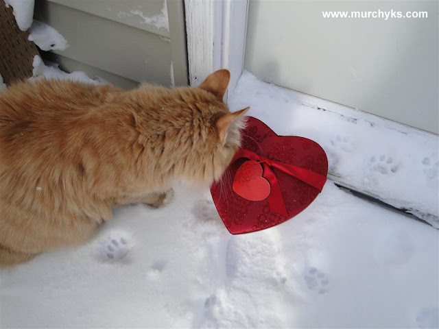 Happy Valentine's Day everyone from our Murchyk Cat