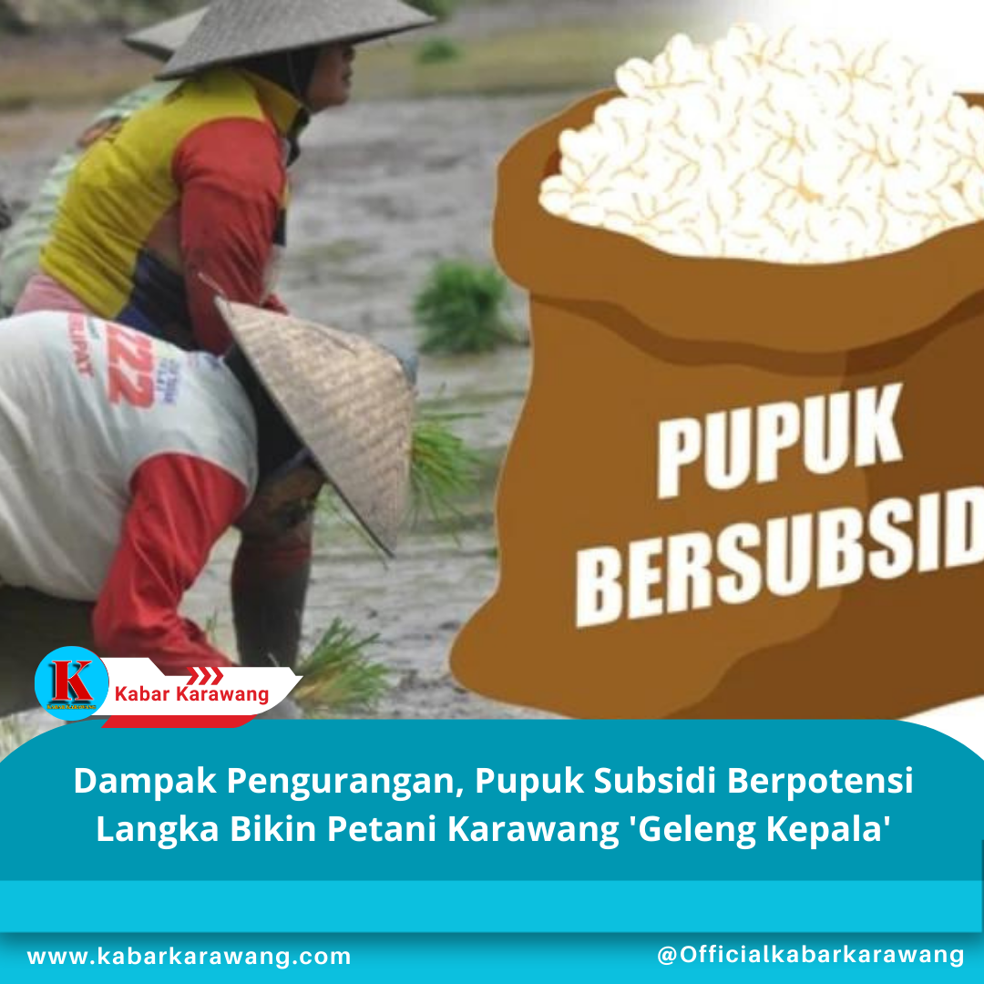 Dampak Pengurangan, Pupuk Subsidi Berpotensi Langka Bikin Petani Karawang 'Geleng Kepala'