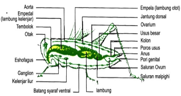 Pengertian dan Ciri Ciri Hewan  Filum Arthropoda Kelas 