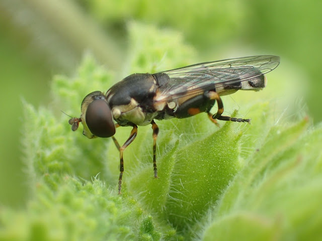 Syritta pipiens