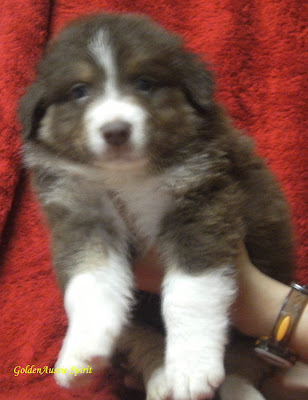 australian shepherd puppies