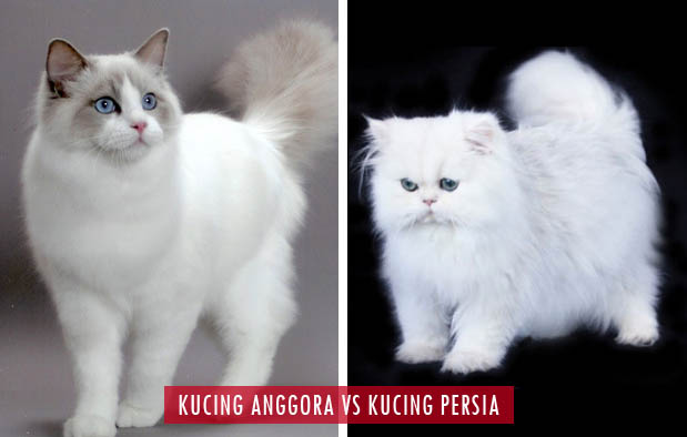 Perbedaan Kucing Persia dan Anggora