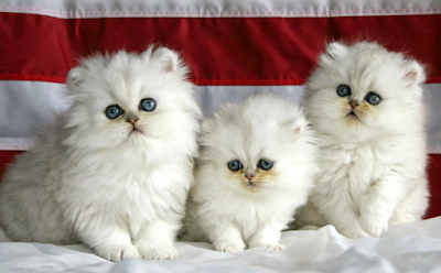 Merawat Bulu Kucing Persia