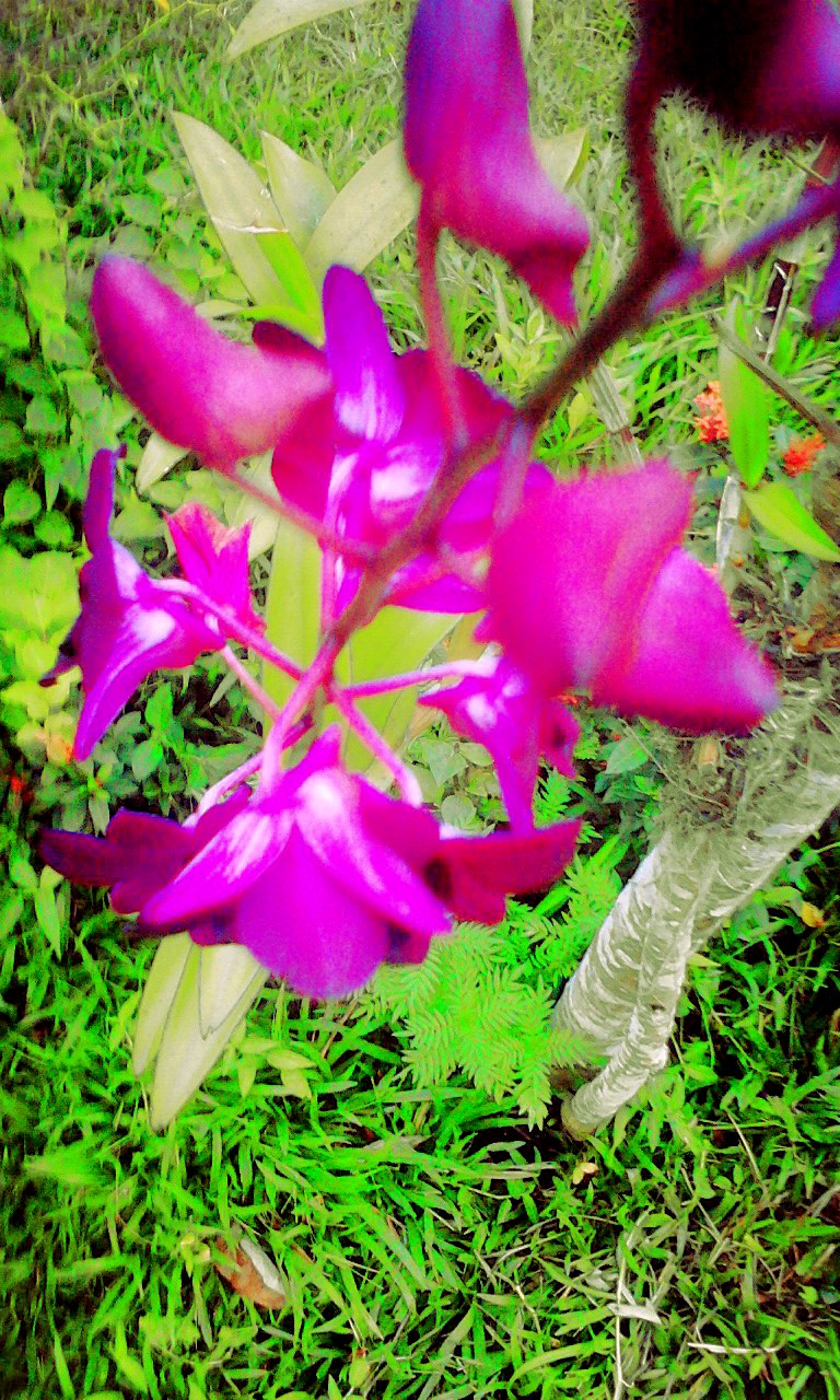 Gambar Bunga  Anggrek Warna  Ungu 