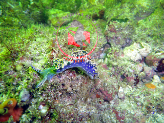 snorkeling puerto vallarta