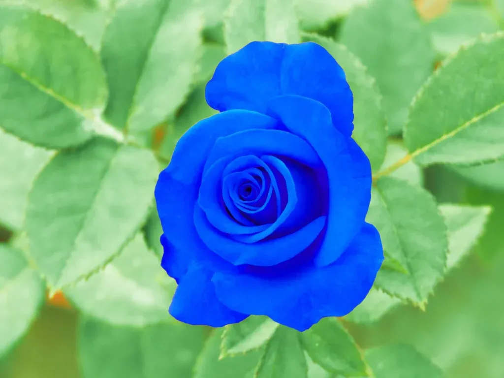 Picture of blue rose flower - Picture of blue rose flower - Rose flower picture download - Different color rose flower picture download - rose flower - NeotericIT.com