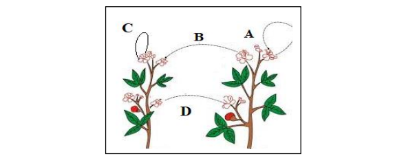 The Diagram Shown Below Depicts Pollination. Choose the Options That Will Show a Maximum Variation in the Offspring.