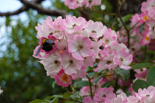 鳥取県西伯郡南部町鶴田 とっとり花回廊 バラまつり