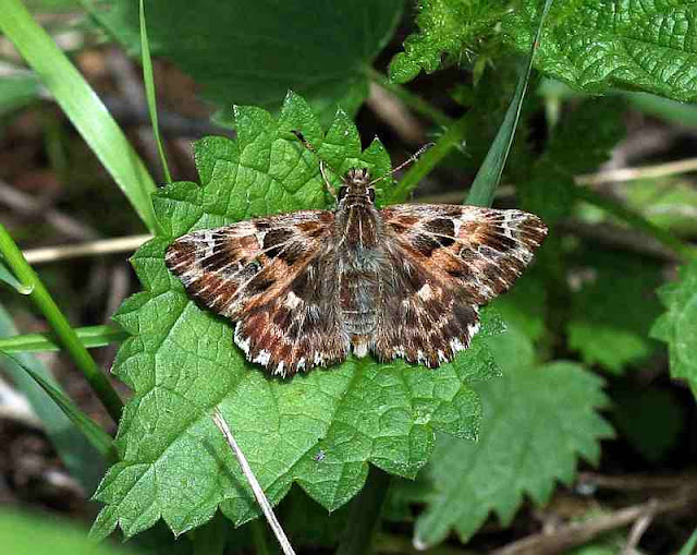 Carcharodus alceae, Malven-Dickkopffalter