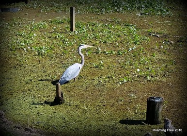 Blue Heron