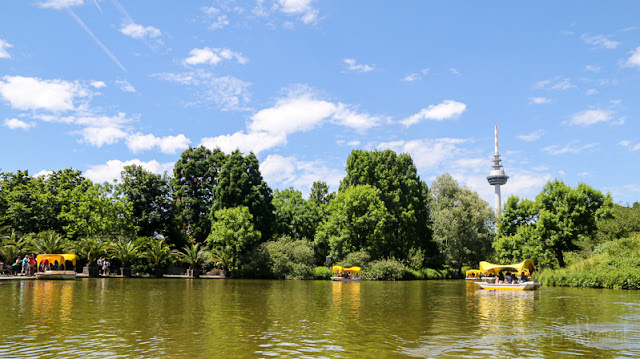 Godolettas und Karpfen im Luisenpark Mannheim