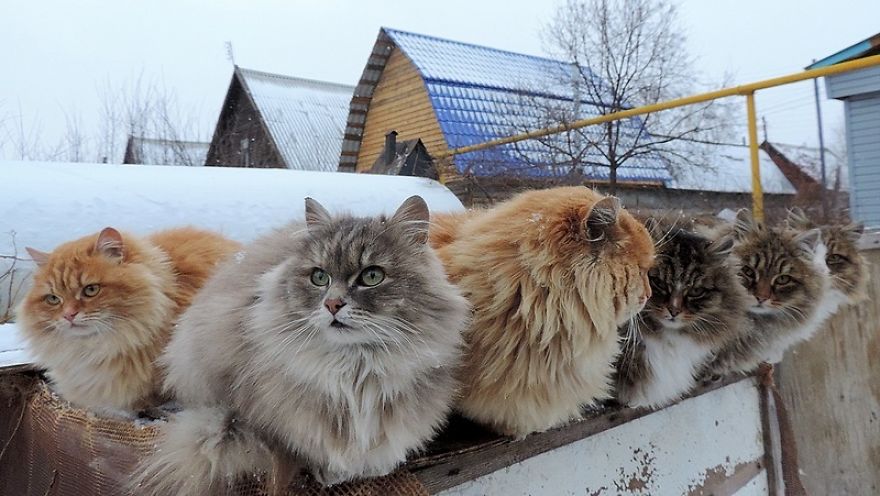 rare beautiful cats