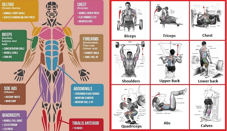 Best Exercises for Major Muscle Groups - Bodydulding