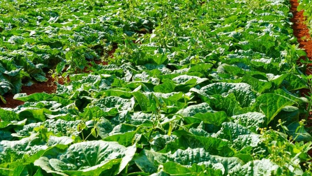 Chinese Cabbage, Chinese agriculture, cabbage harvest,