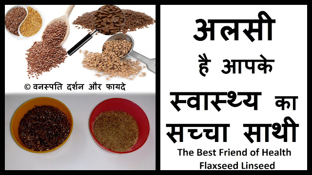 The Best Friend of Health Flaxseed Linseed 