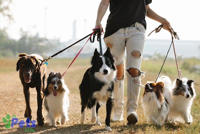  Top 10 Ugliest Dog Breeds in the World: Unveiling Canine Quirks