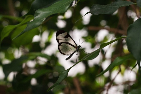 Transparent Butterfly are they real