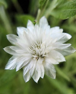 Exotic Xeranthemum Flowers