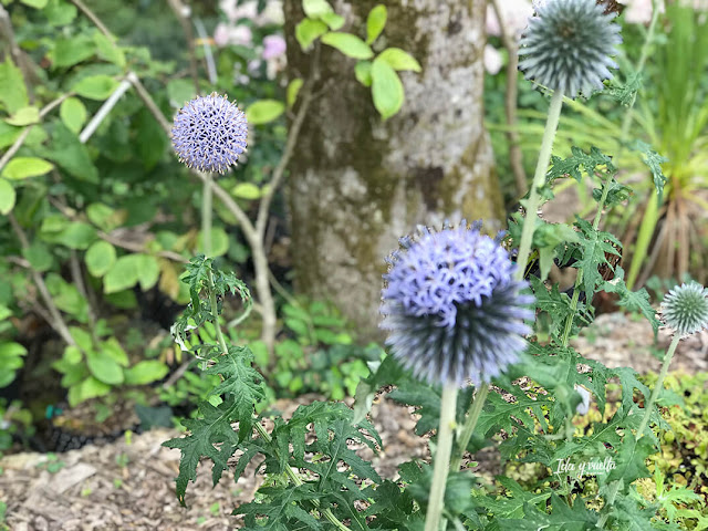 Detalle de jardín