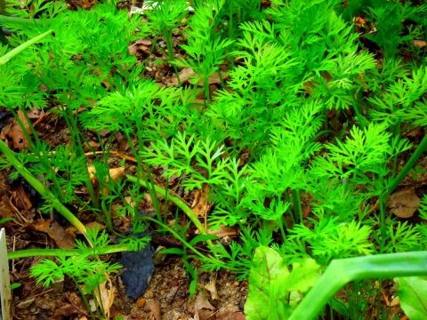 Carrot Seedlings