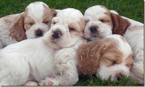 comida  para perros advance6