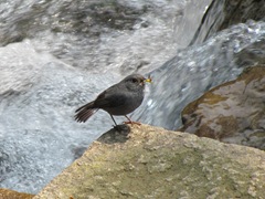 20110313_103140_031_Shenkeng
