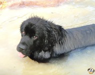 Pets 12 (2_1) (5)