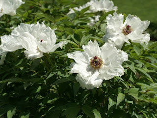 Paeonia suffruticosa W 97