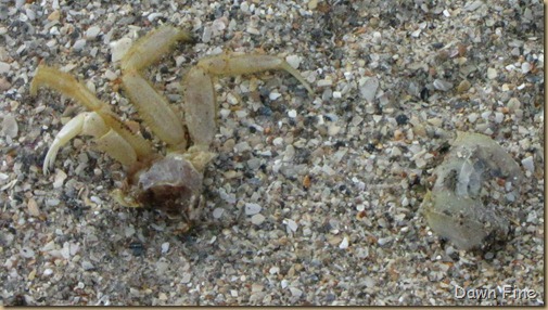 Hutchinson Island_042