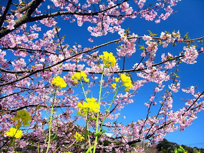 Spring Flower Sakura Photos by cool wallpapers at cool and beautiful wallpapers