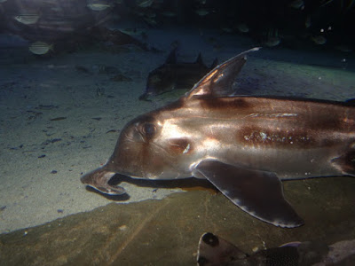 Elephant Shark (Callorhynchus milii)