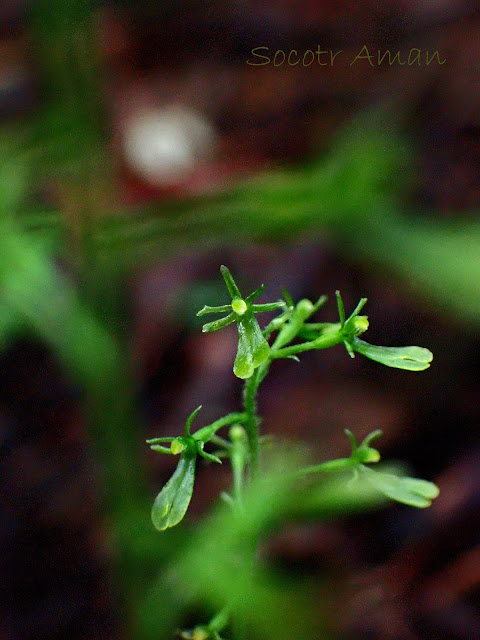 Neottia makinoana