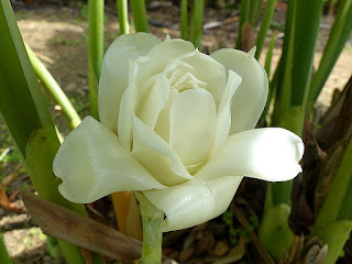 Rose de porcelaine blanche - Etlingera elatior