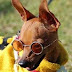 Funky Dog Mobile Wallpaper 240x320
