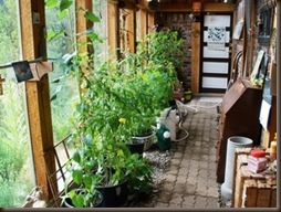 Watching my greenhouse plants grow 2010