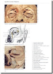 128 Aparelho Lacrimal e P_lpebras