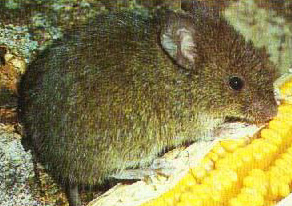 Azara´s grass Mouse