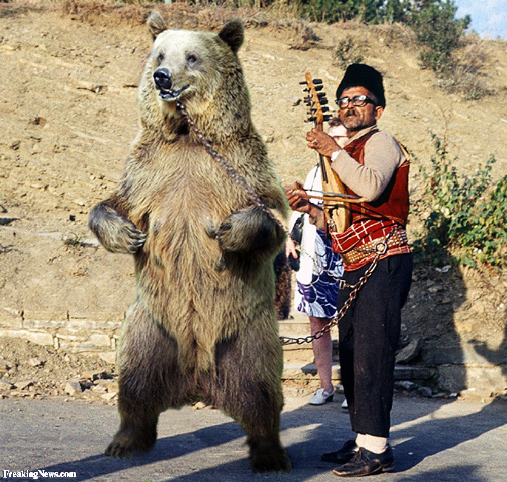 Танцующий медведь фото