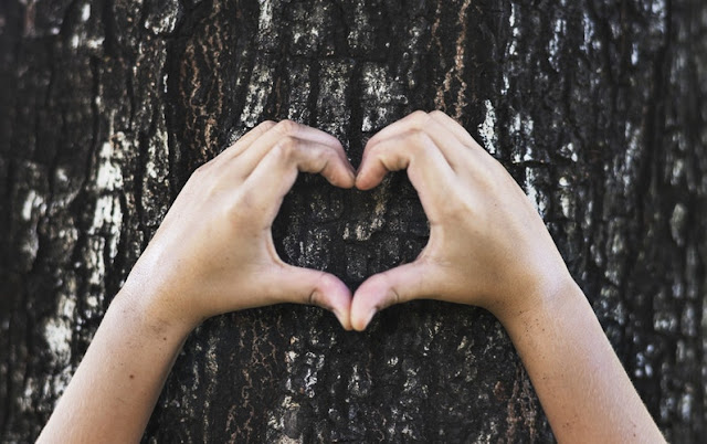 Hands made into a hearts shape over the bark of a tree