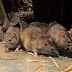 أرقام قياسية لفئران الأعماق