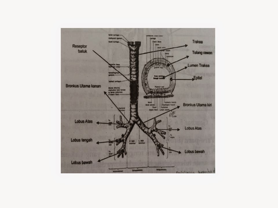 ANATOMI: Anatomi Fisiologi Sistem Pernafasan