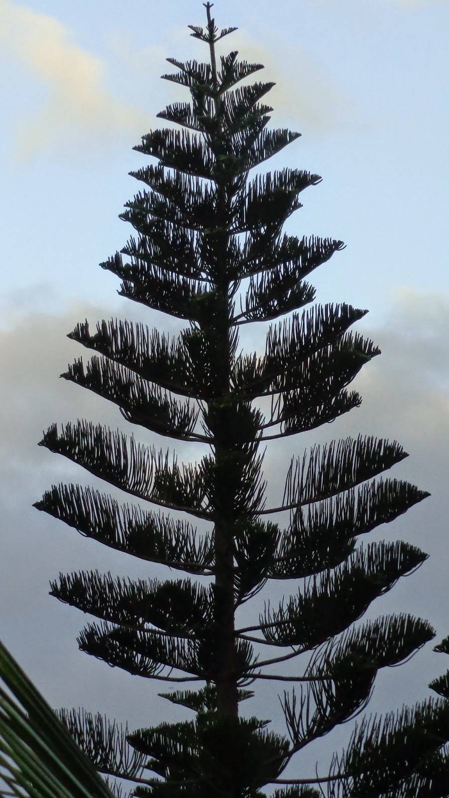 sapin du sud Anny en voyage