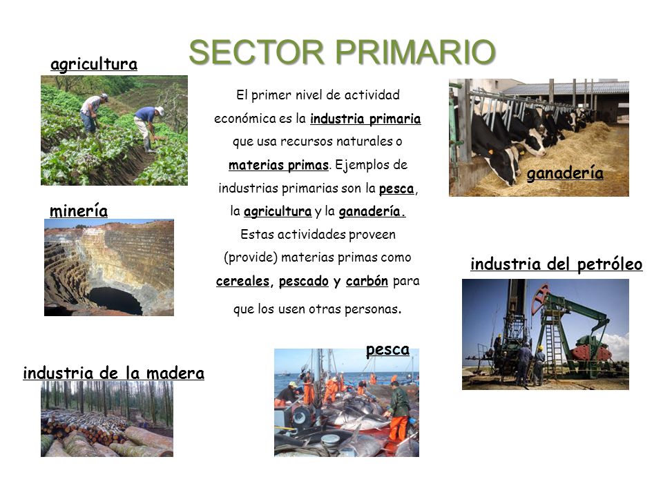 CLASE RAÚL SECTORES PRODUCTIVOS PRIMARIO, SECUNDARIO Y