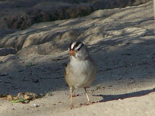 White-crowned Sparrow looking for seeds