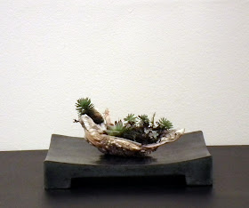 Oyster shell with succulent plants on rock table display