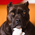Dog accidentally sets loaded firearm, shoots owner while in bed.